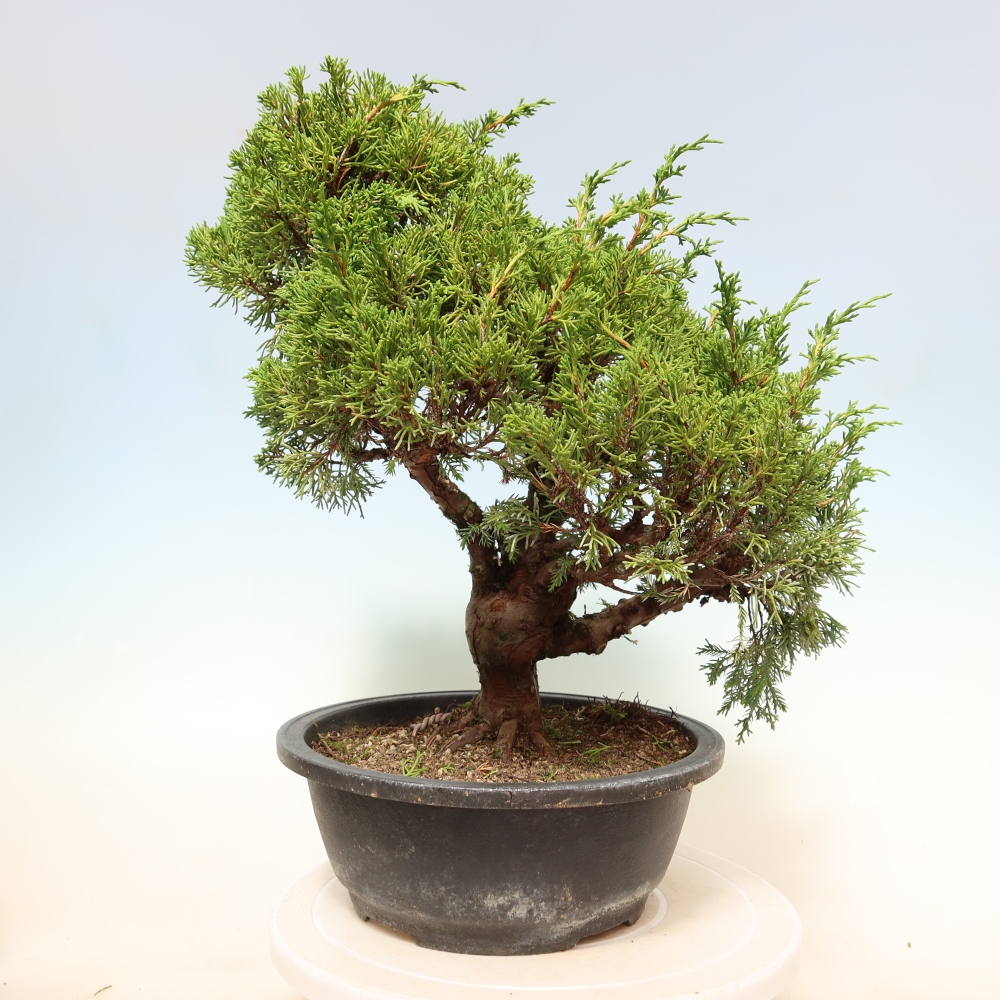 Kültéri bonsai - Juniperus chinensis Itoigawa-Juniperus chinensis