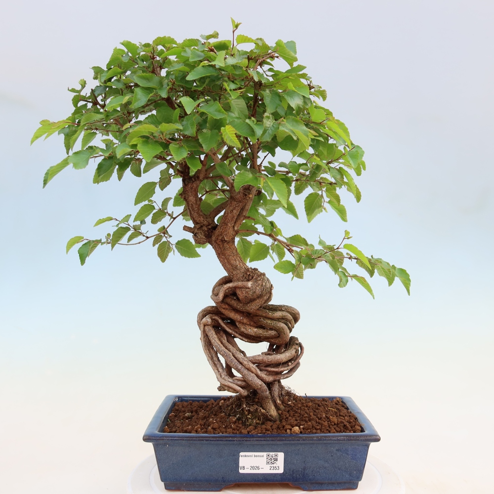 Kültéri bonsai -Carpinus Coreana - Koreai gyertyánfa