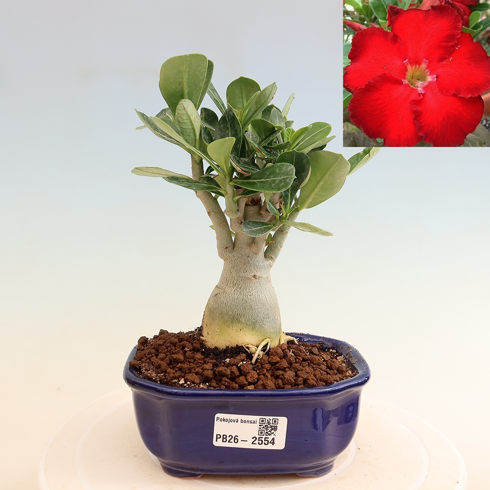 Szobabonsai – Adenium obesum Red Star – Sivatagi rózsa