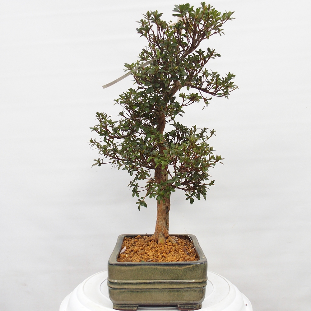Kültéri bonsai - Japán azálea - Azalea Hanatsuzuri