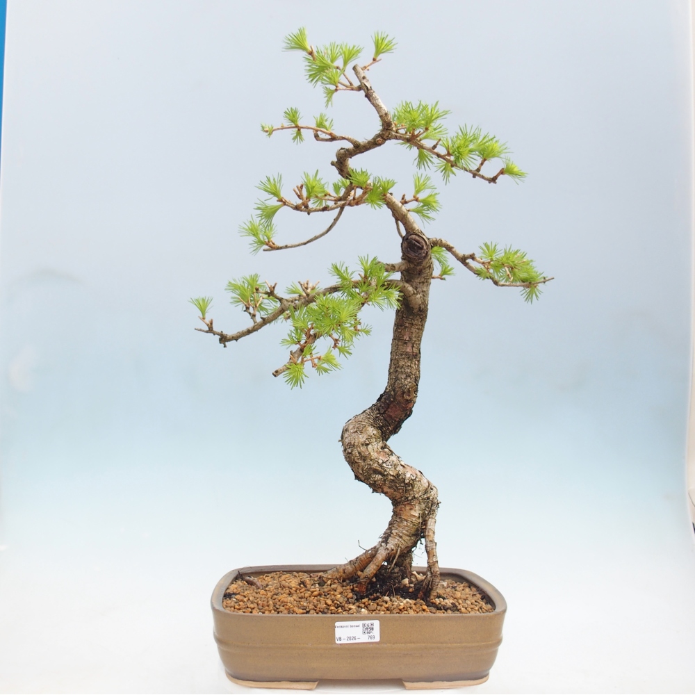 Kültéri bonsai - Larix decidua - vörösfenyő