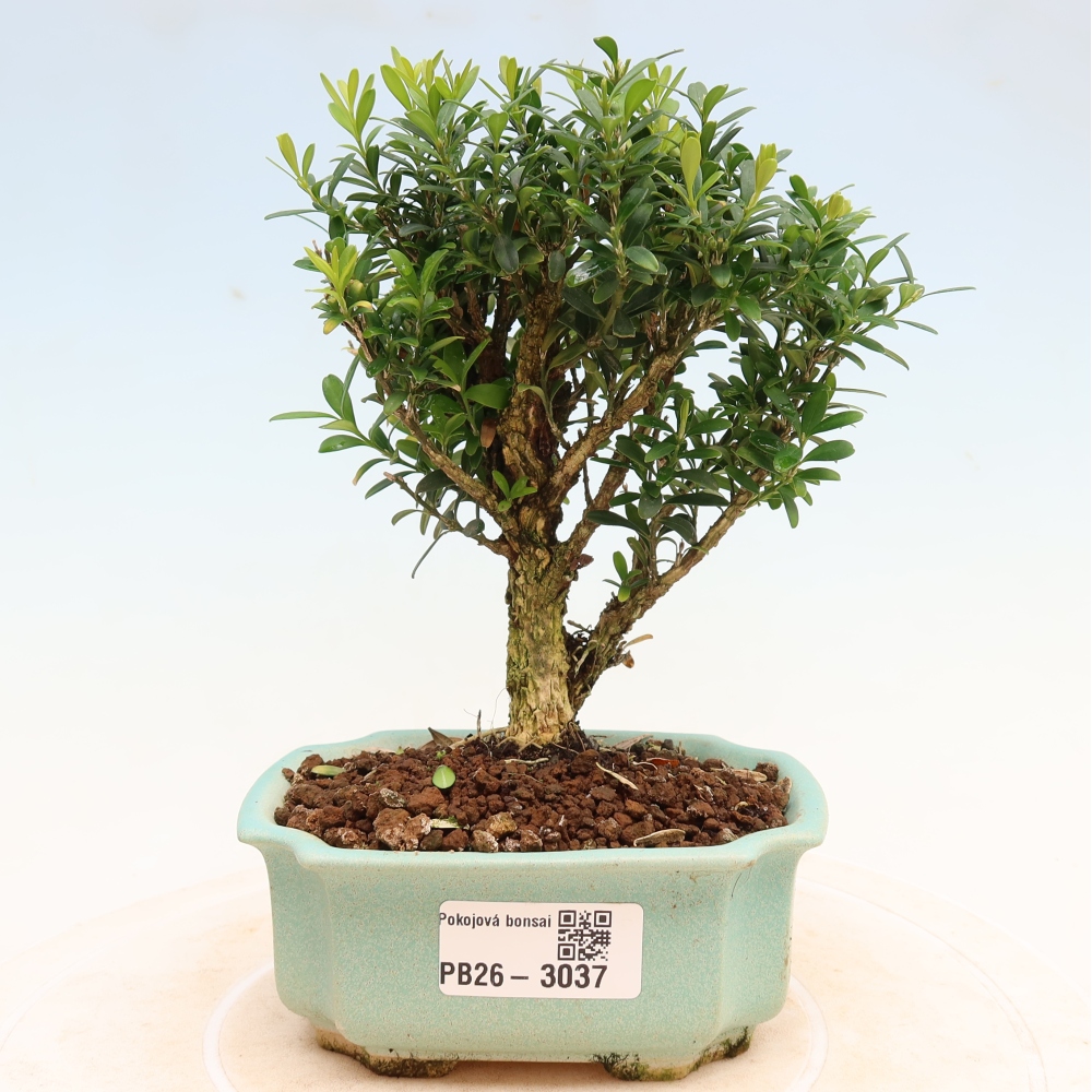 Szobai bonsai - Buxus harlandii - parafa buxus