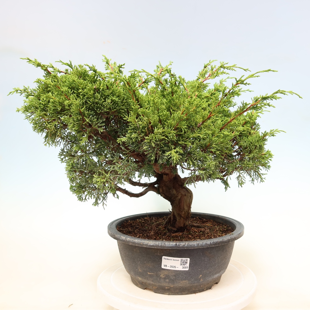 Kültéri bonsai - Juniperus chinensis Itoigawa-Juniperus chinensis