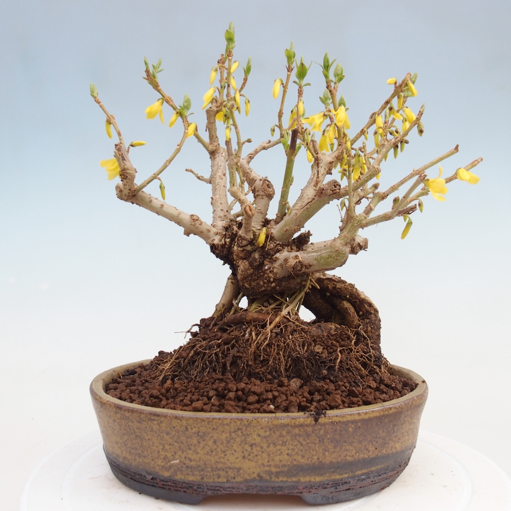 Kültéri bonsai - Zlatice - Forsythia koreana