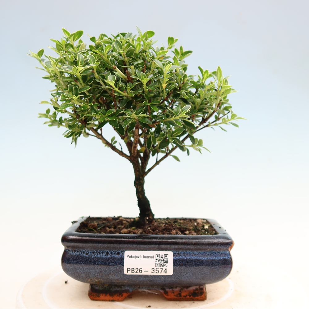 Szobai bonsai - Serissa foetida Variegata - Az ezer csillag fája