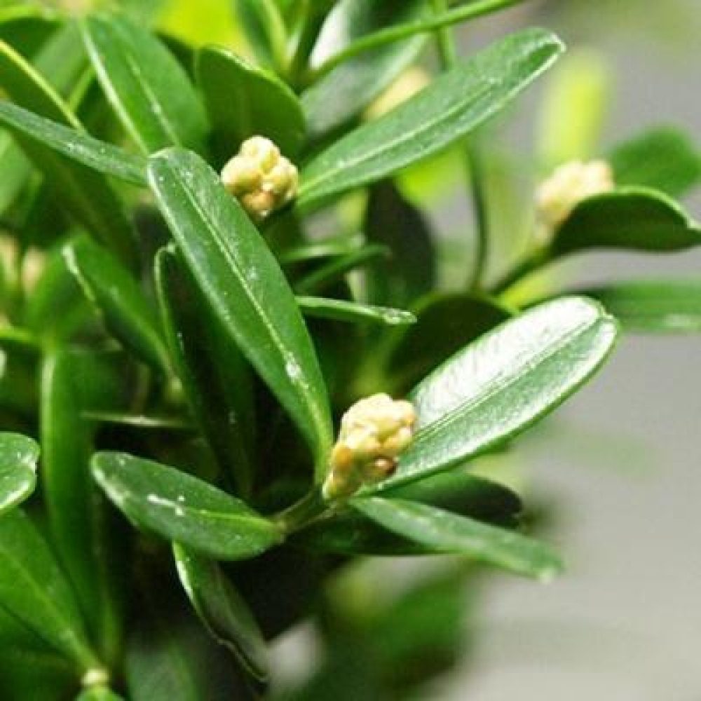 Kokedama alátéttel – Buxus harlandii – parafa buxus  