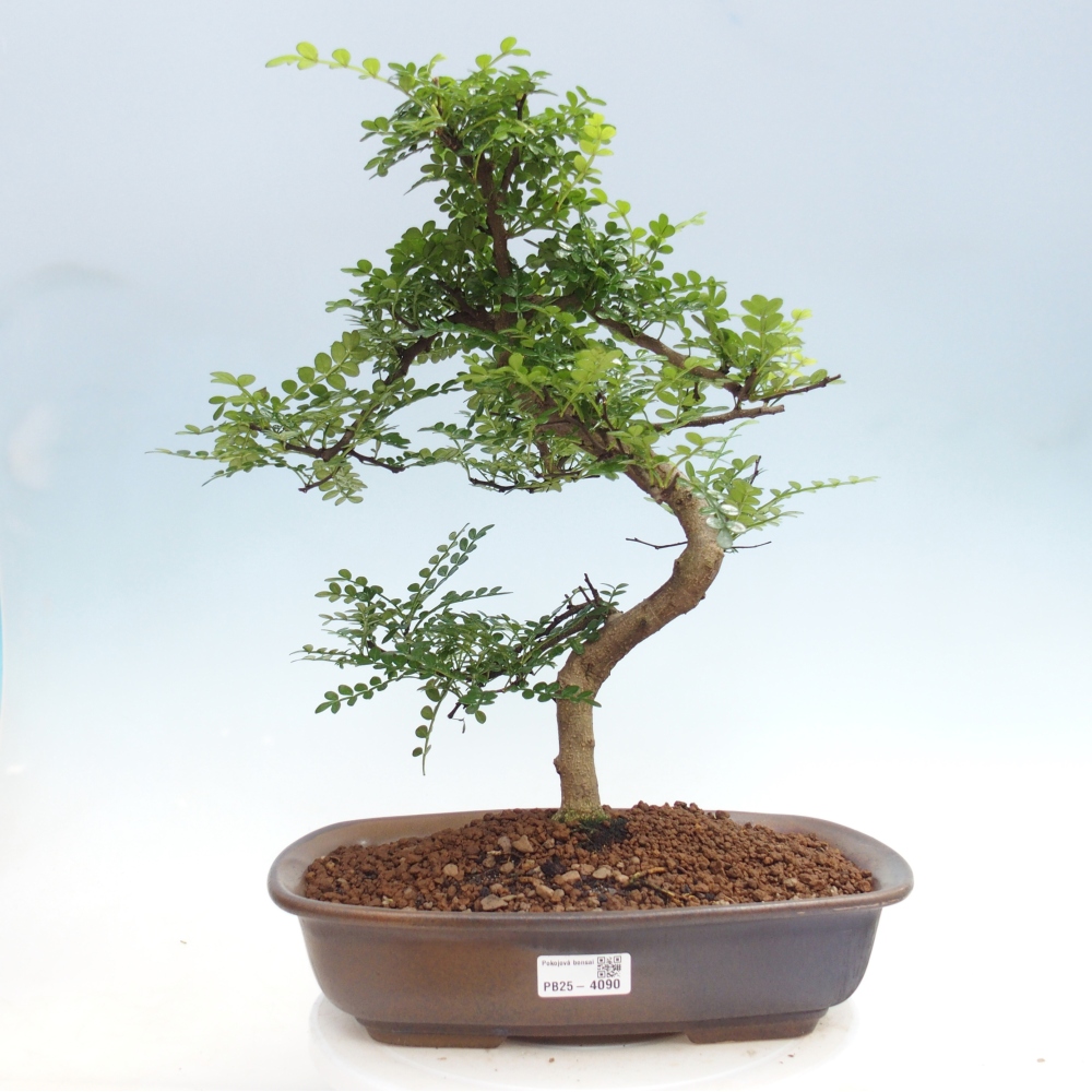 Szobai bonsai - Zantoxylum piperitum - borsfa