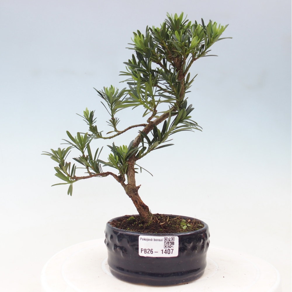 Szobai bonsai - Podocarpus - Kőtiszafa