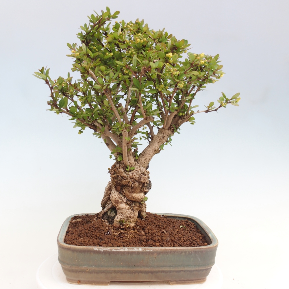 Kültéri bonsai - Berberis coreana