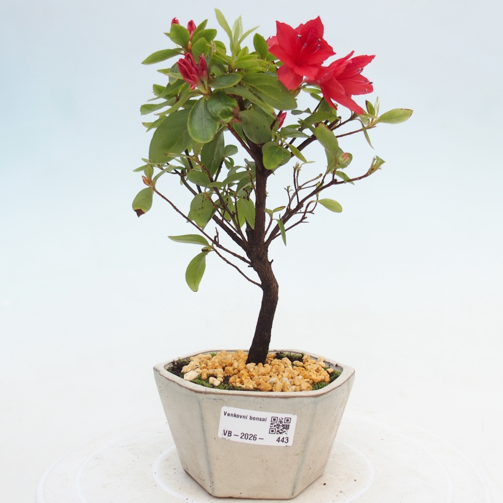 Kültéri bonsai - japán azálea - Azalea sp.