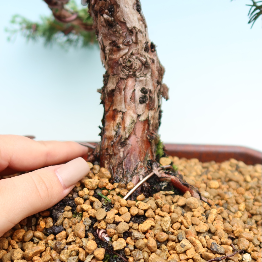 Kültéri bonsai - Juniperus chinensis Kishu