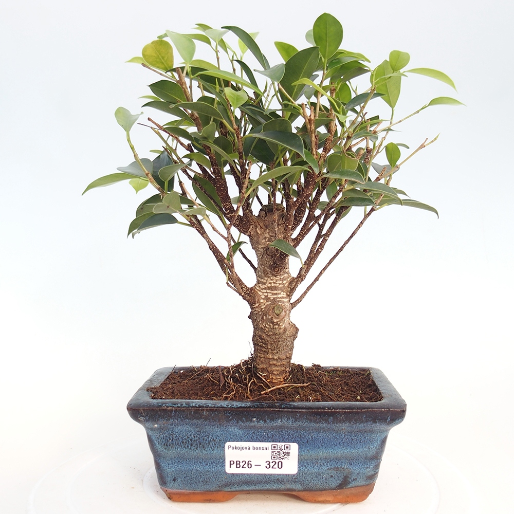 Szobai bonsai - Ficus retusa - kislevelű fikusz