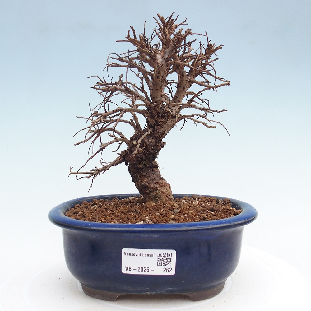 Kültéri bonsai - Zelkova - Zelkova NIRE