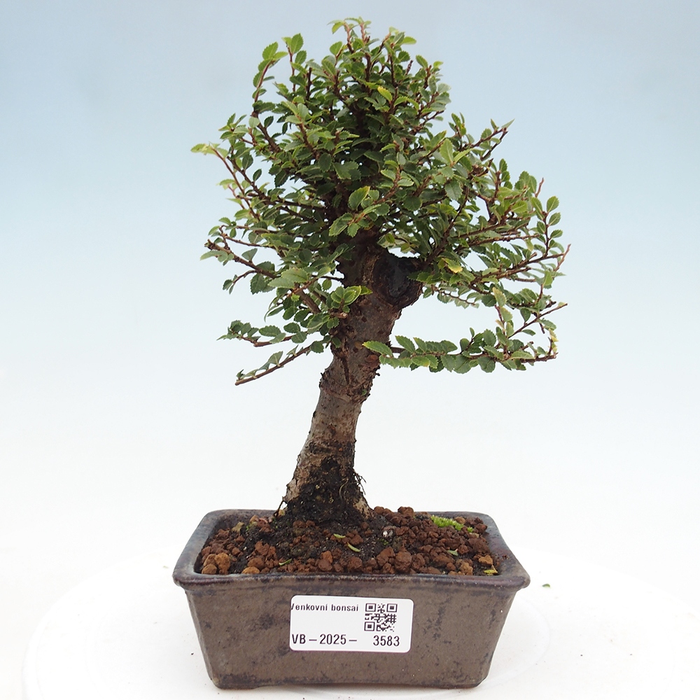 Kültéri bonsai - Ulmus parvifolia Hokkaido - Kínai szil - Ulmus parvifolia Hokkaido