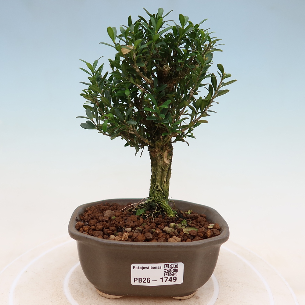 Szobai bonsai - Buxus harlandii - parafa buxus