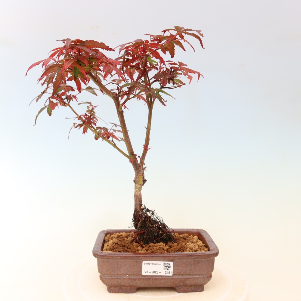 Kültéri bonsai – tenyérlevelű juhar – Acer palmatum Berry Broom 