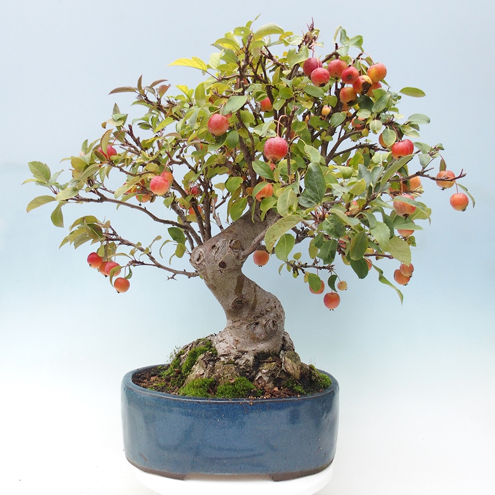 Kültéri bonsai -Malus halliana - Kis gyümölcsű almafa