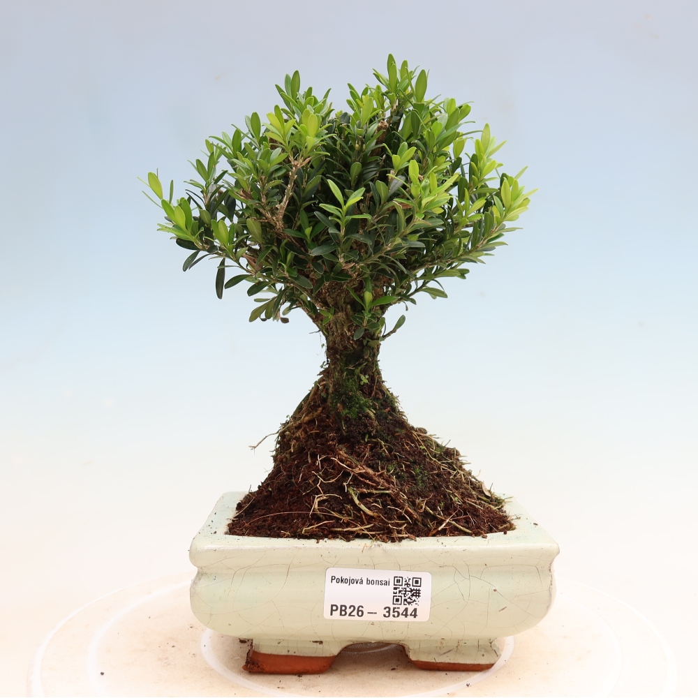 Szobai bonsai - Buxus harlandii - parafa buxus