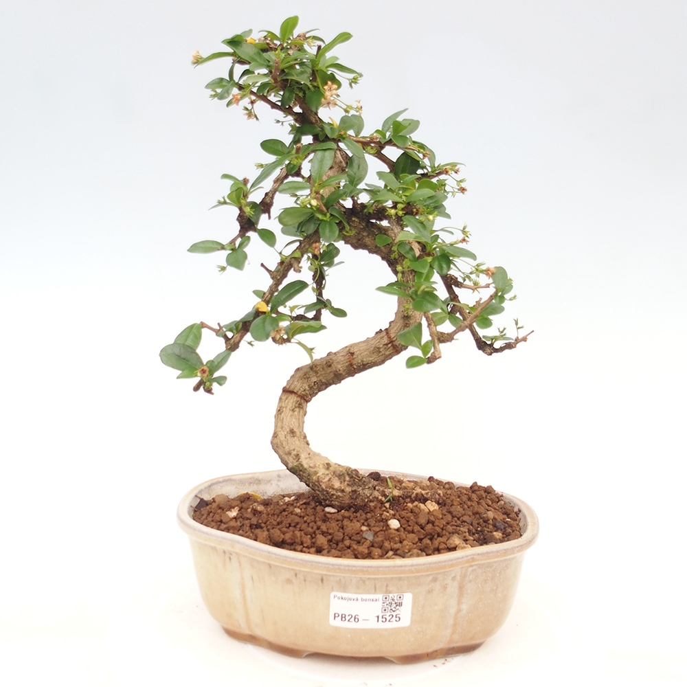 Szobai bonsai - Carmona macrophylla - Tea fuki