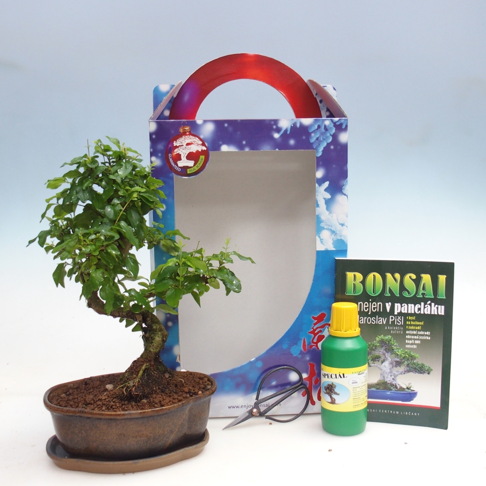 Szobai bonsai ajándékdobozban Ligustrum chinensis - Madárcsőr