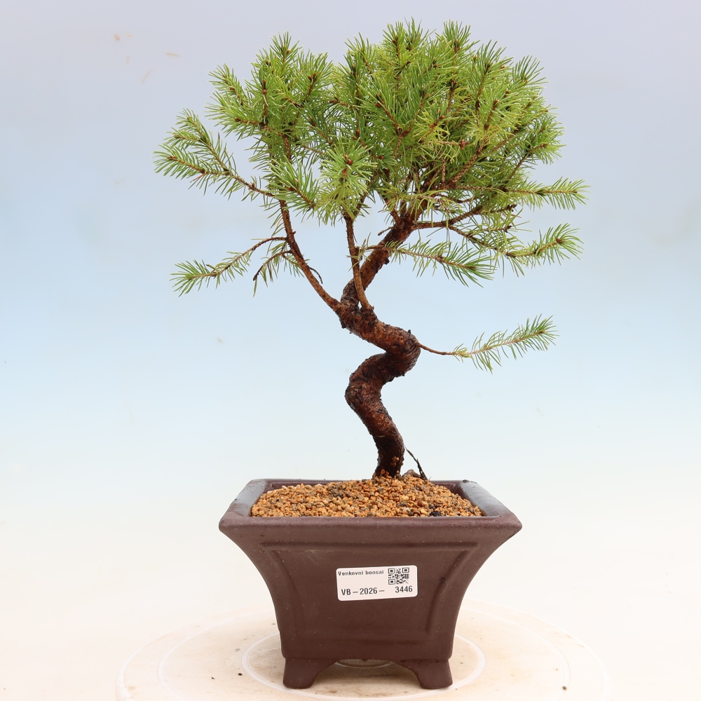 Kültéri bonsai – Szürke lucfenyő – Picea glauca globe