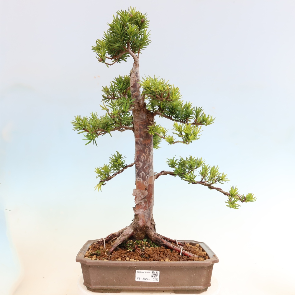 Kültéri bonsai - Taxus cuspidata - japán tiszafa