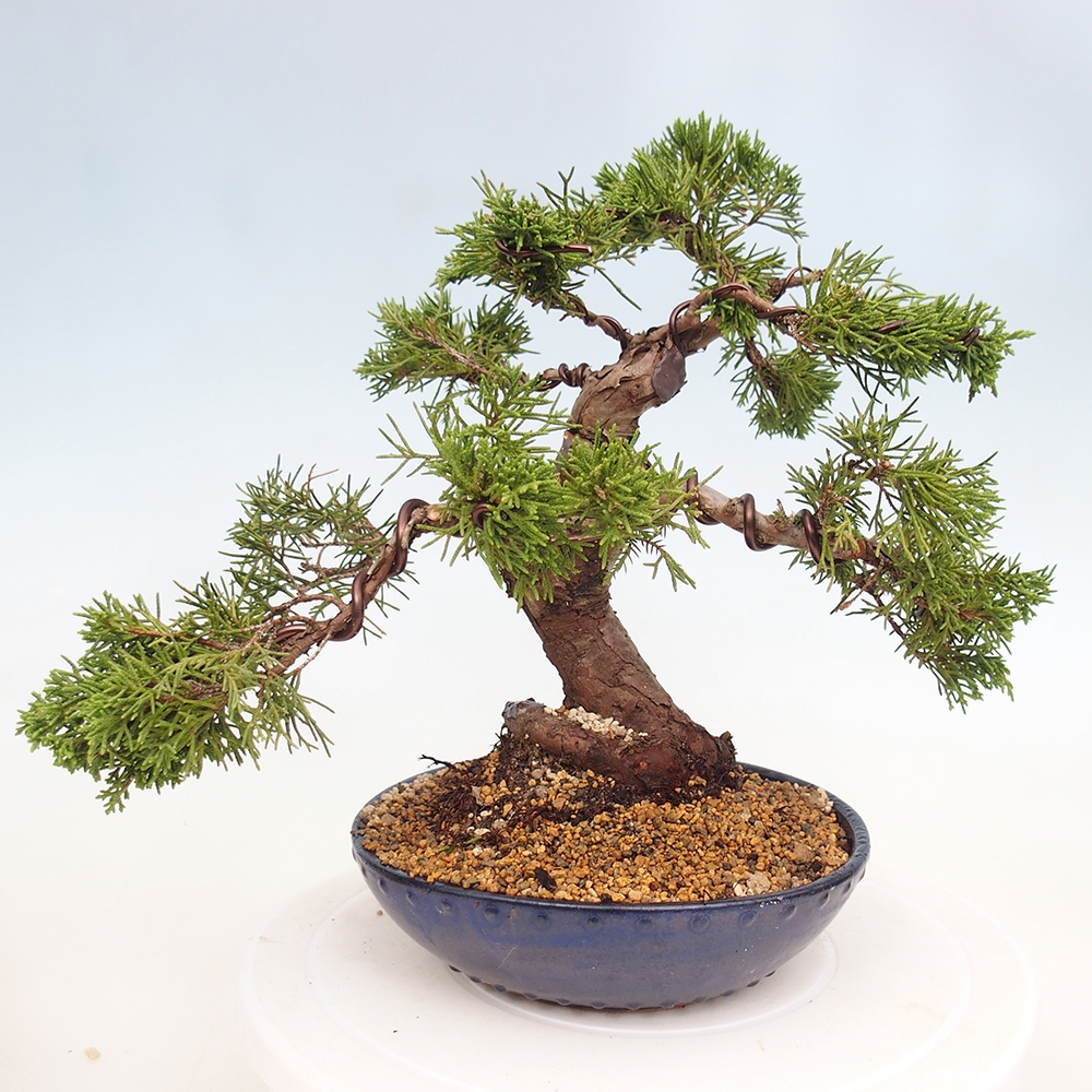 Kültéri bonsai - Juniperus chinensis Itoigawa