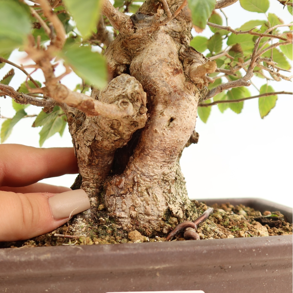 Kültéri bonsai -Carpinus CARPINOIDES - Koreai gyertyánfa
