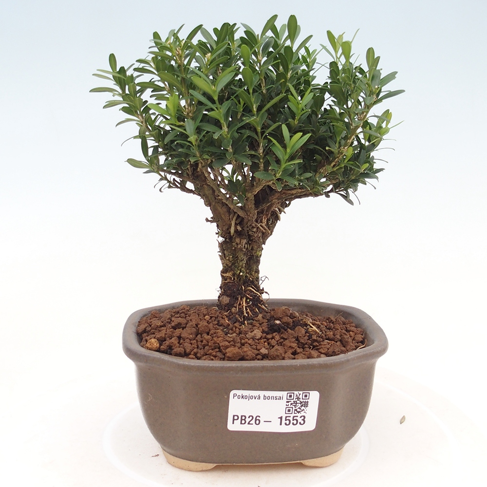 Szobai bonsai - Buxus harlandii - parafa buxus