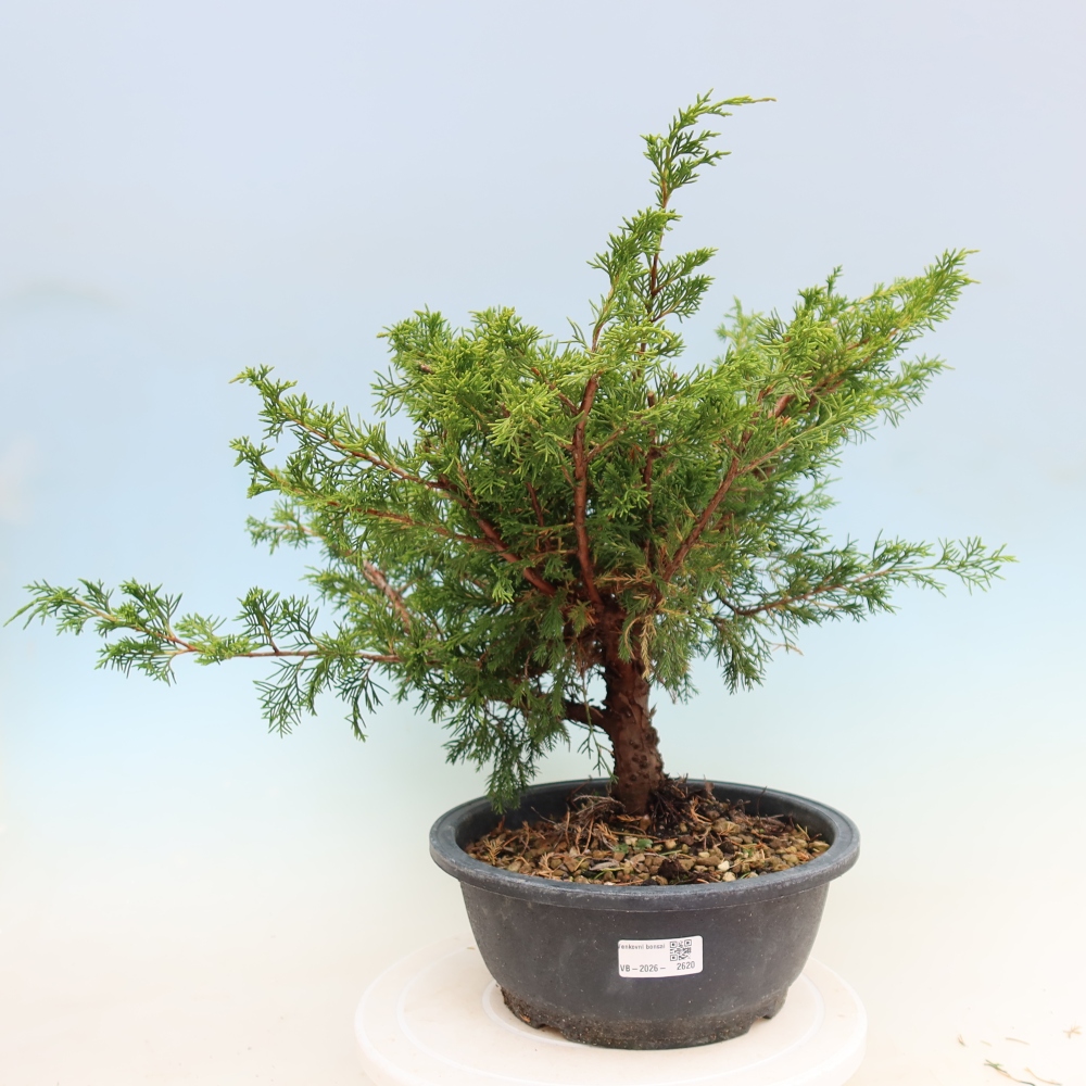 Kültéri bonsai - Juniperus chinensis Itoigawa