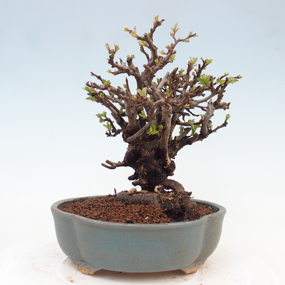 Kültéri bonsai - Chaneomeles speciosa - birs