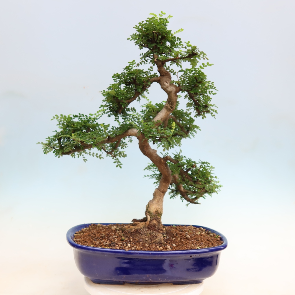 Szobai bonsai - Zantoxylum piperitum - borsfa