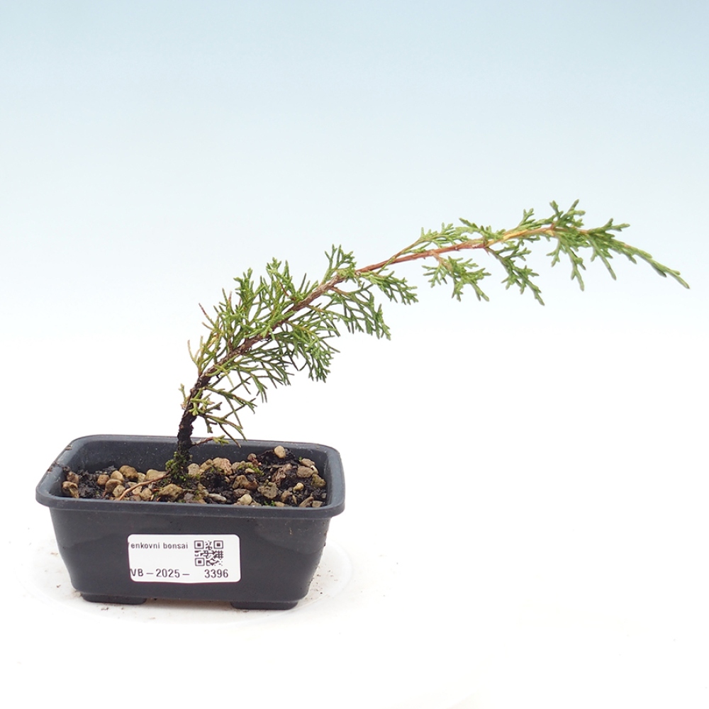 Kültéri bonsai - Juniperus chinensis Itoigawa
