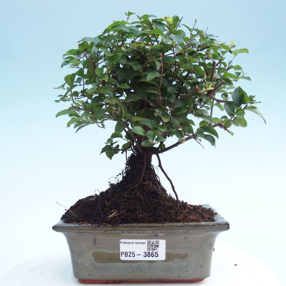 Szobai bonsai - Sageretia thea - Sageretia thea