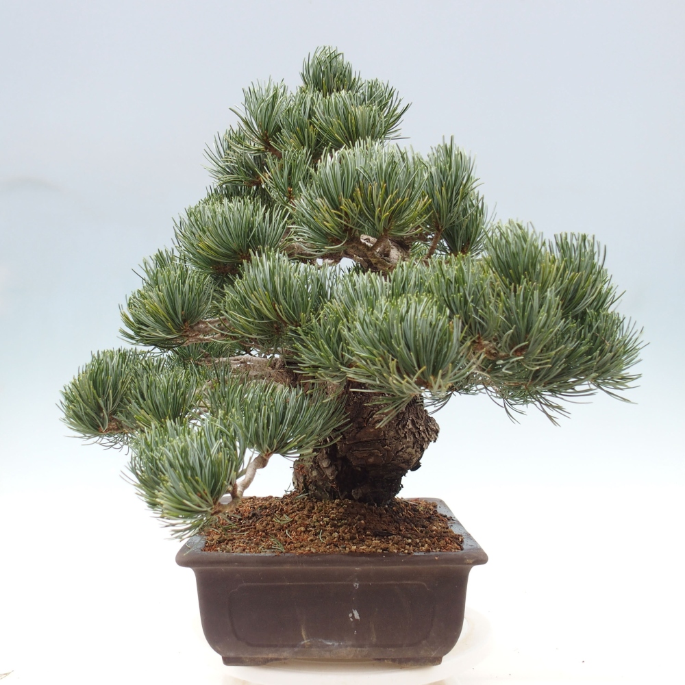 Kültéri bonsai - Pinus parviflora - Pinus parviflora