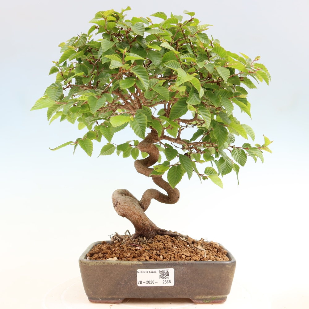 Kültéri bonsai -Carpinus Coreana - Koreai gyertyánfa