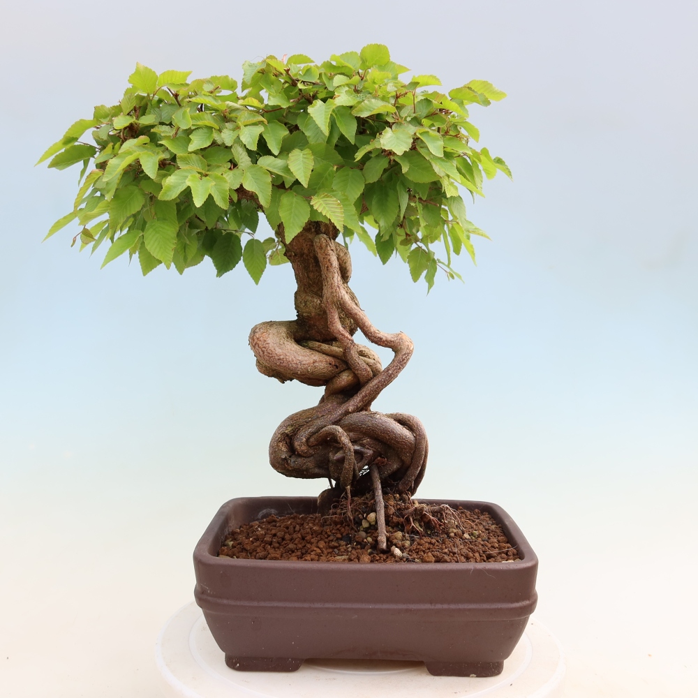 Kültéri bonsai -Carpinus Coreana - Koreai gyertyánfa
