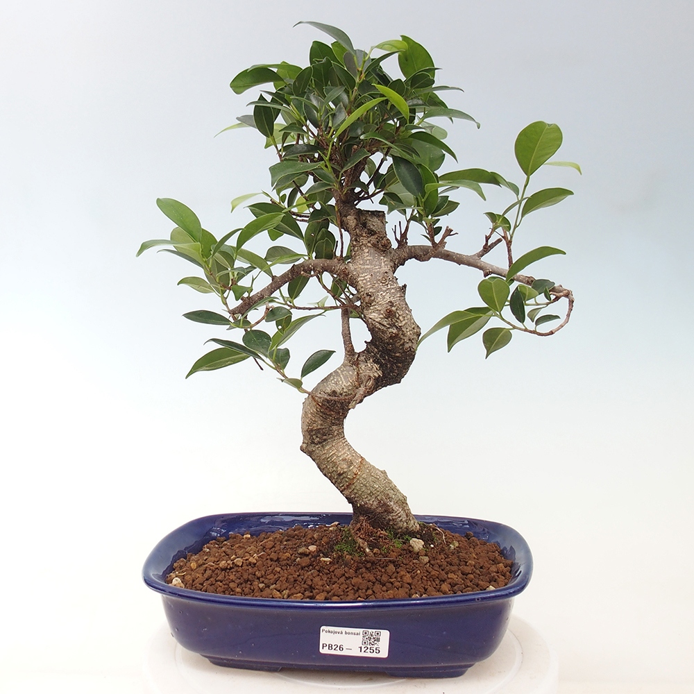 Szobai bonsai - Ficus kimmen - kislevelű fikusz