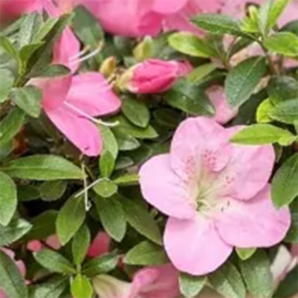 Kültéri bonsai - Japán azálea - Azálea Yoko