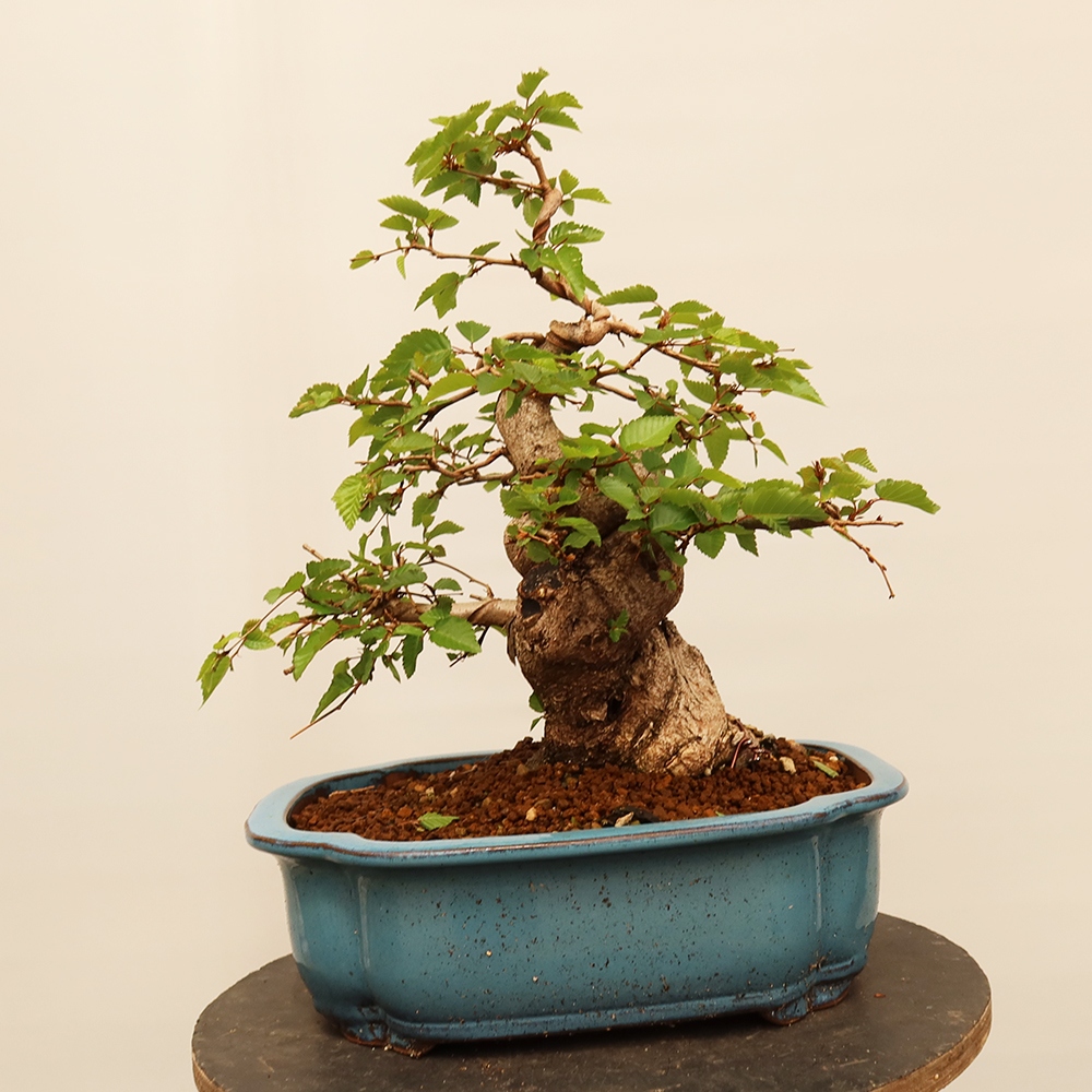 Kültéri bonsai -Carpinus Coreana - Koreai gyertyánfa