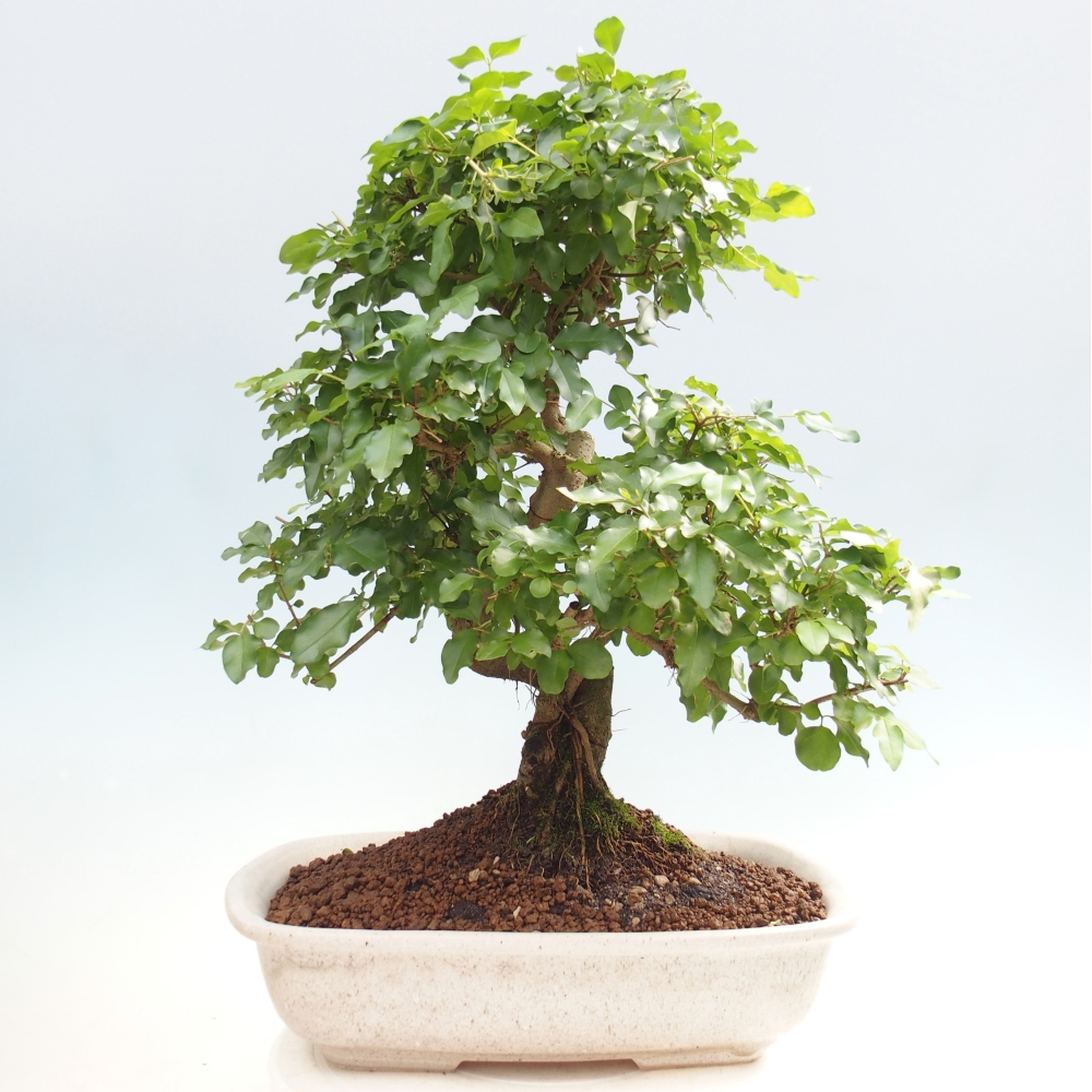 Szobai bonsai -Ligustrum chinensis - Madárcsőr