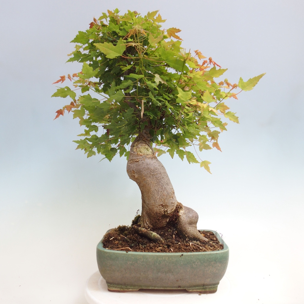 Kültéri bonsai - Acer Buergerianum - Burger juhar