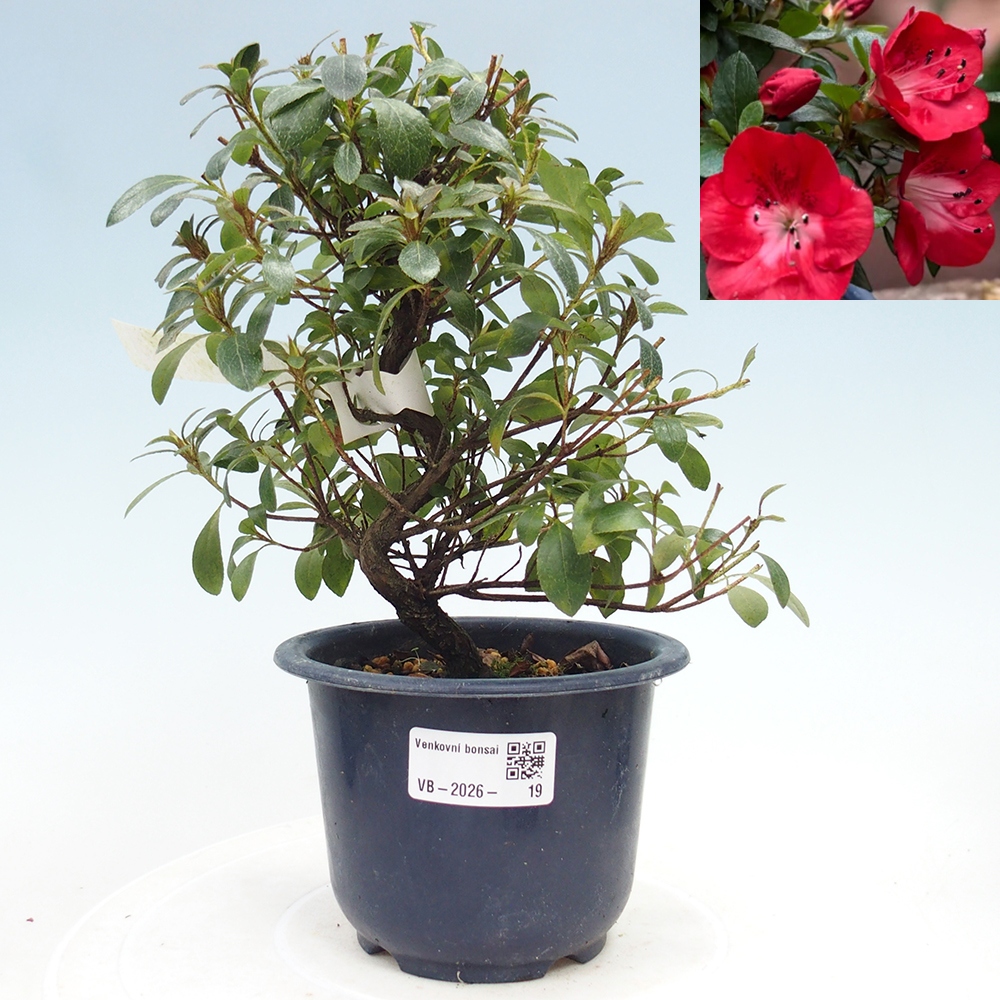 Kültéri bonsai - Japán azálea - Azalea Benibeni