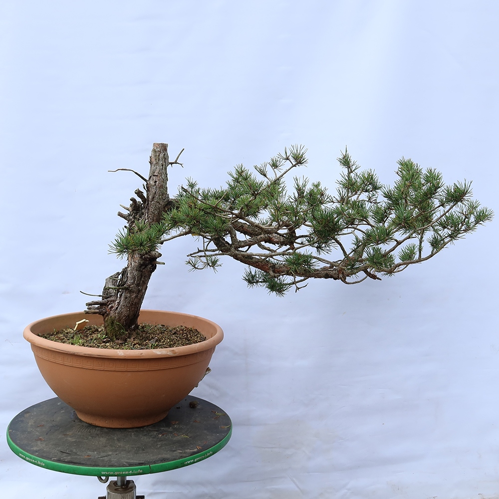 Pinus sylvestris Spanyolország – erdei fenyő