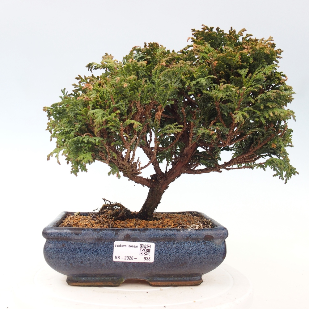 Kültéri bonsai - Cham.pis Parslori - ciprus