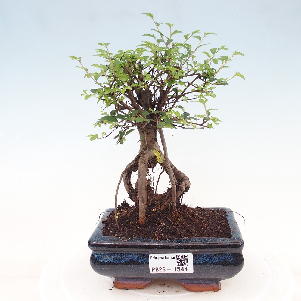 Szobai bonsai - Ulmus parvifolia - Kislevelű szilfa