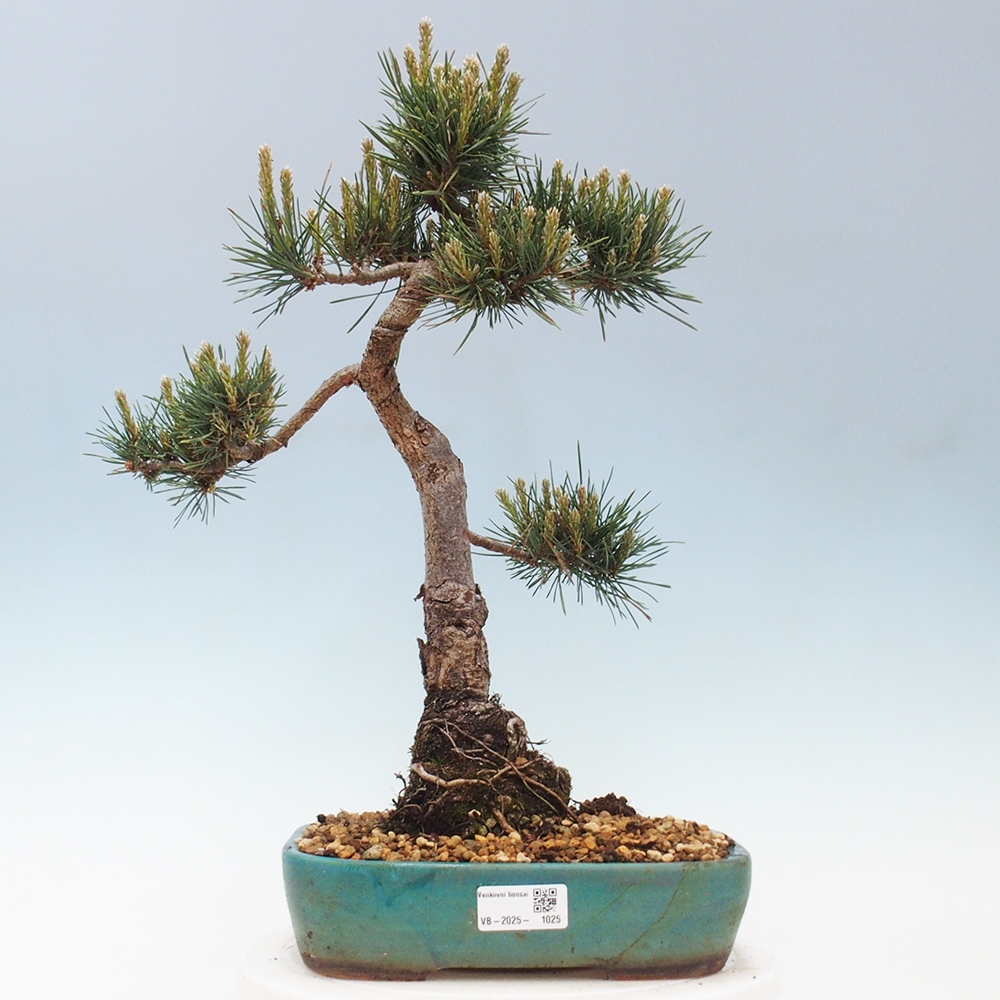 Kültéri bonsai - Pinus Sylvestris Watererri - erdeifenyő