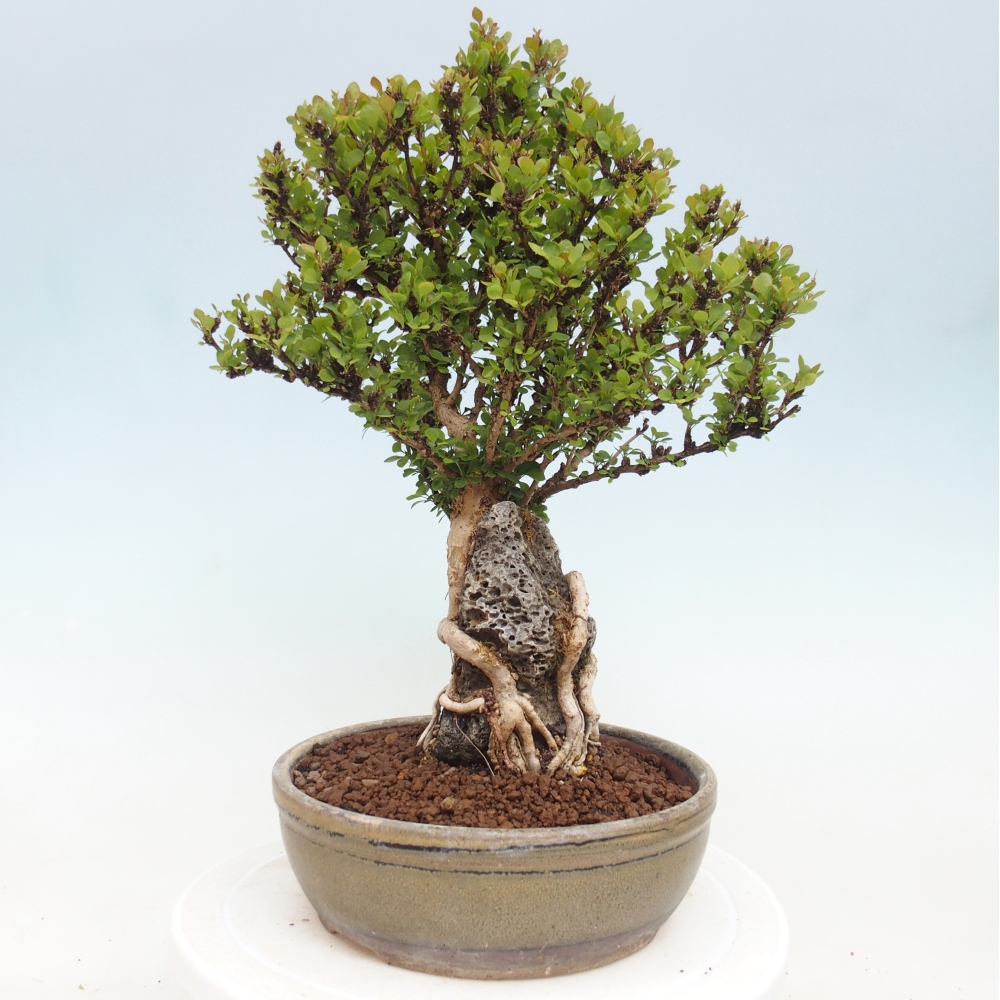 Kültéri bonsai - Berberis coreana