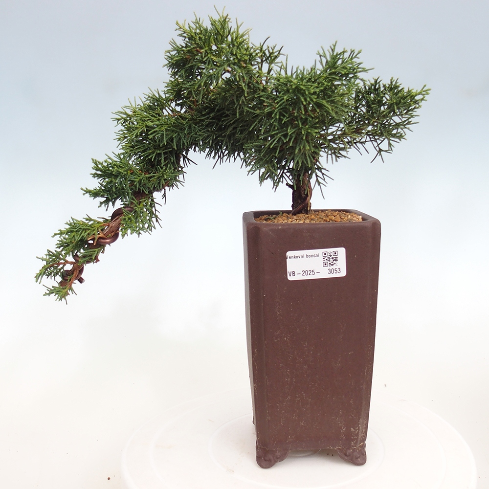 Kültéri bonsai - Juniperus chinensis Kishu