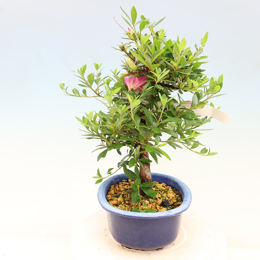 Kültéri bonsai - Japán azálea - Azálea Yoko